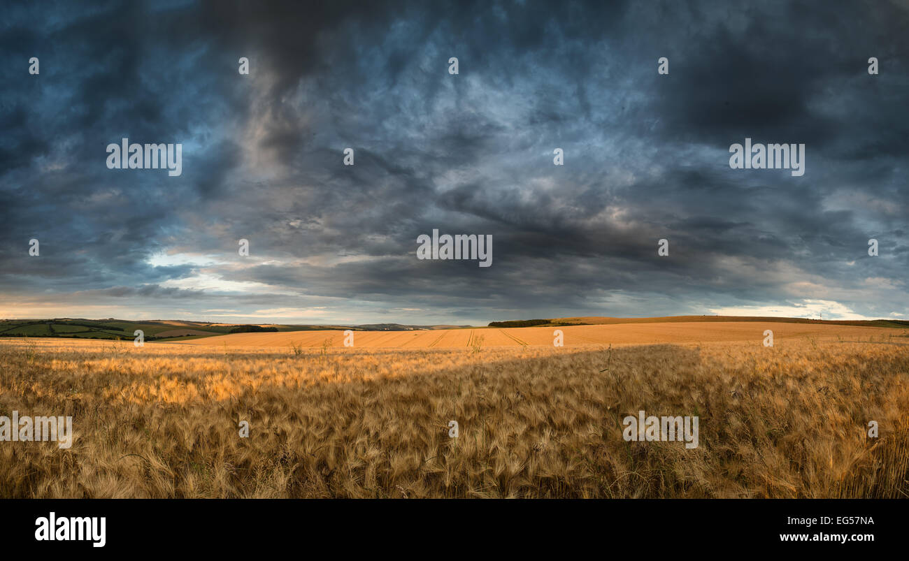 Stunning countryside landscape wheat field in Summer sunset Stock Photo ...
