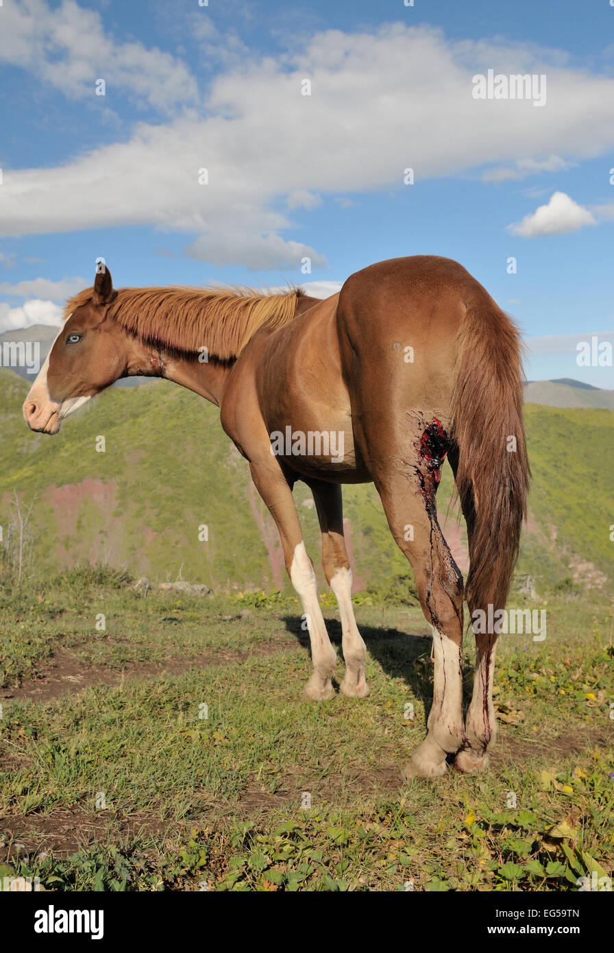 A horse right after wolfs attack in northern Kyrgyzstan. Stock Photo