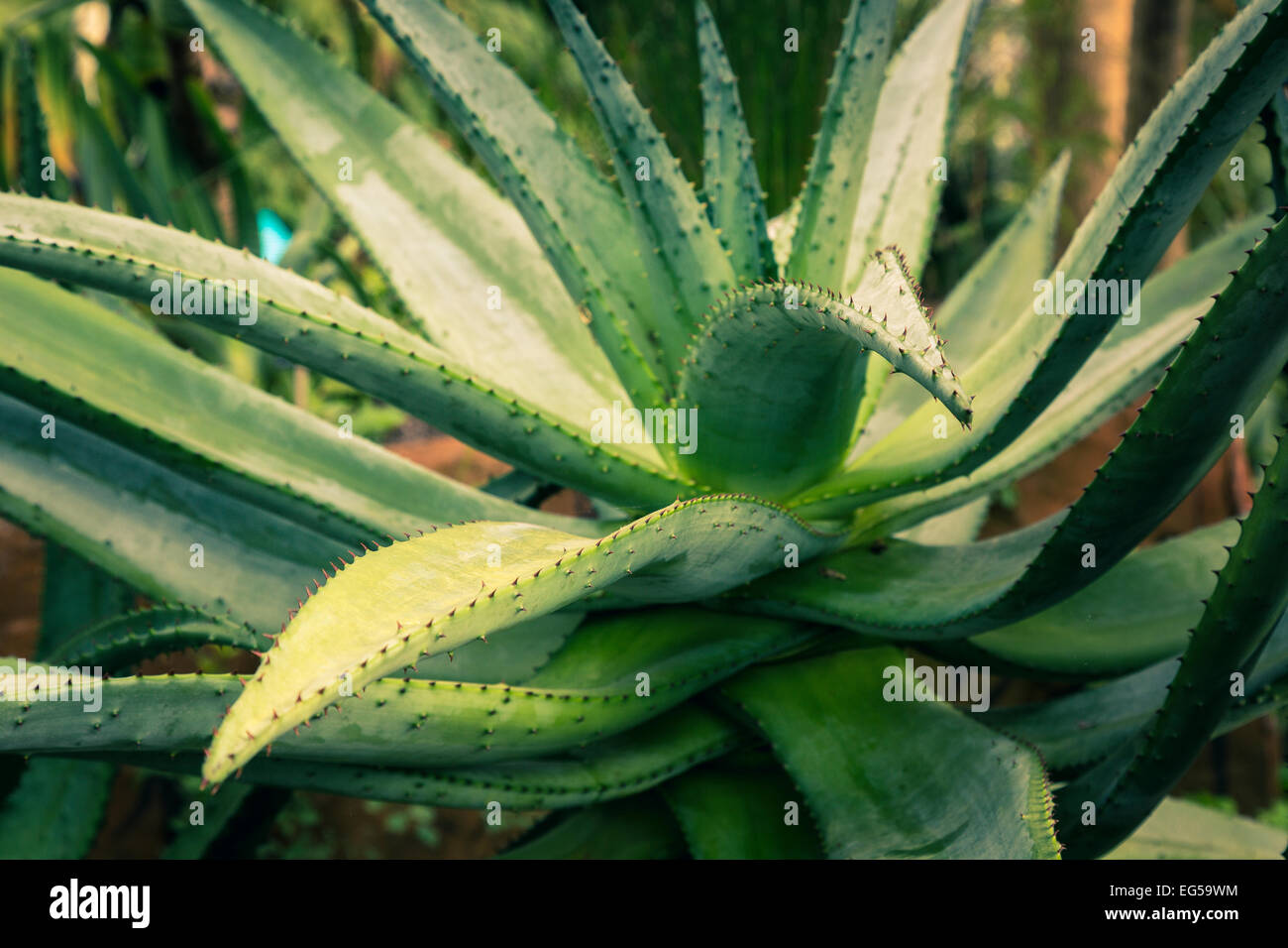 Naturally grown Aloe Vera plant with thorn spiked leaves. Stock Photo