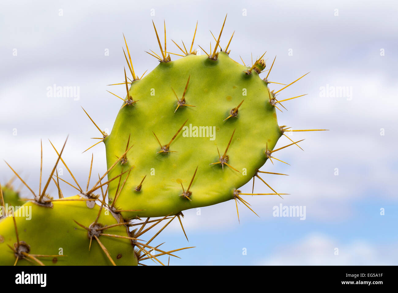 Leaf with spines, Prickly Pear Cactus (Opuntia), Gran Canaria, Canary Islands, Spain Stock Photo
