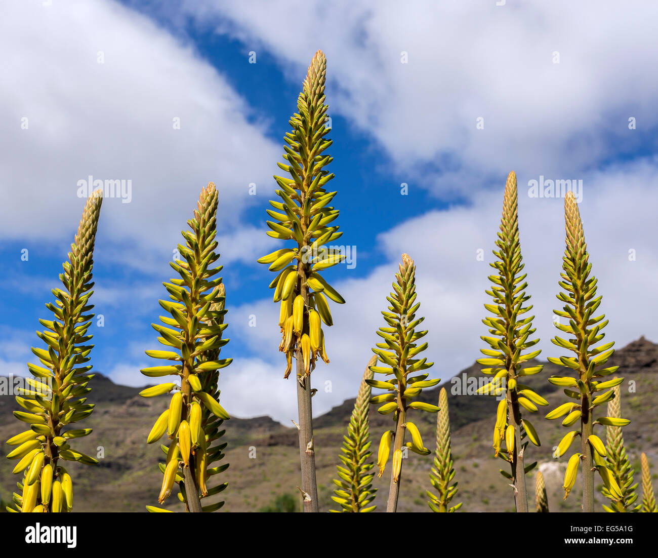 Aloe vera (Aloe vera), Gran Canaria, Canary Islands, Spain Stock Photo