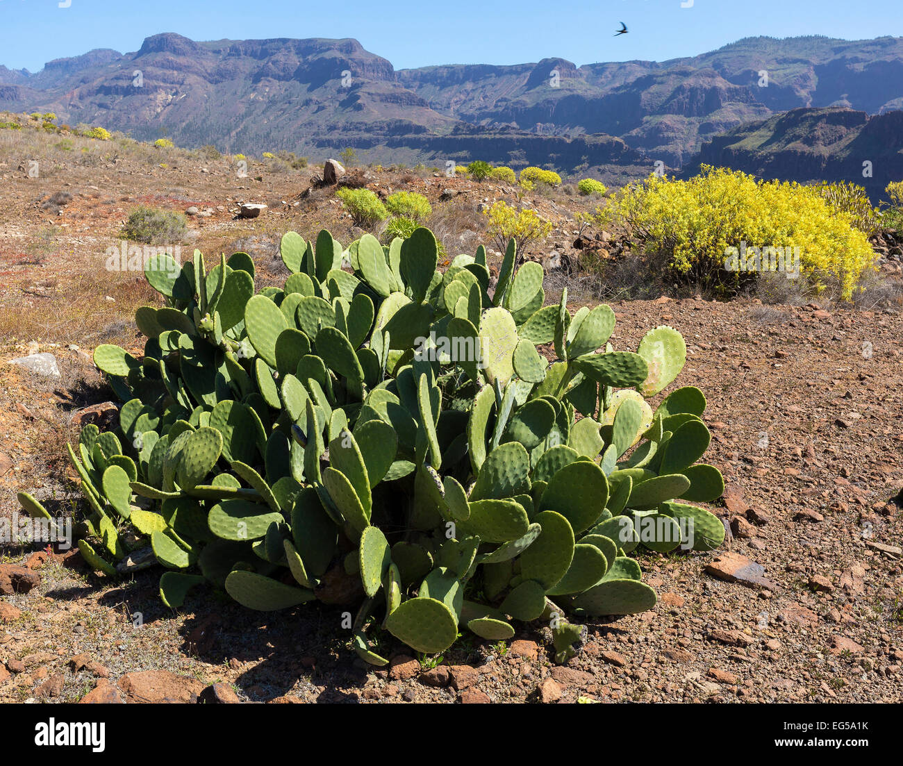 Mountain landscape with Prickly Pear Cactus (Opuntia), Gran Canaria, Canary Islands, Spain Stock Photo