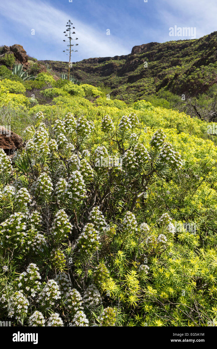 Mountainside with typical flowering shrubs, near Santa Lucia, Grand Canary, Canary Islands, Spain Stock Photo