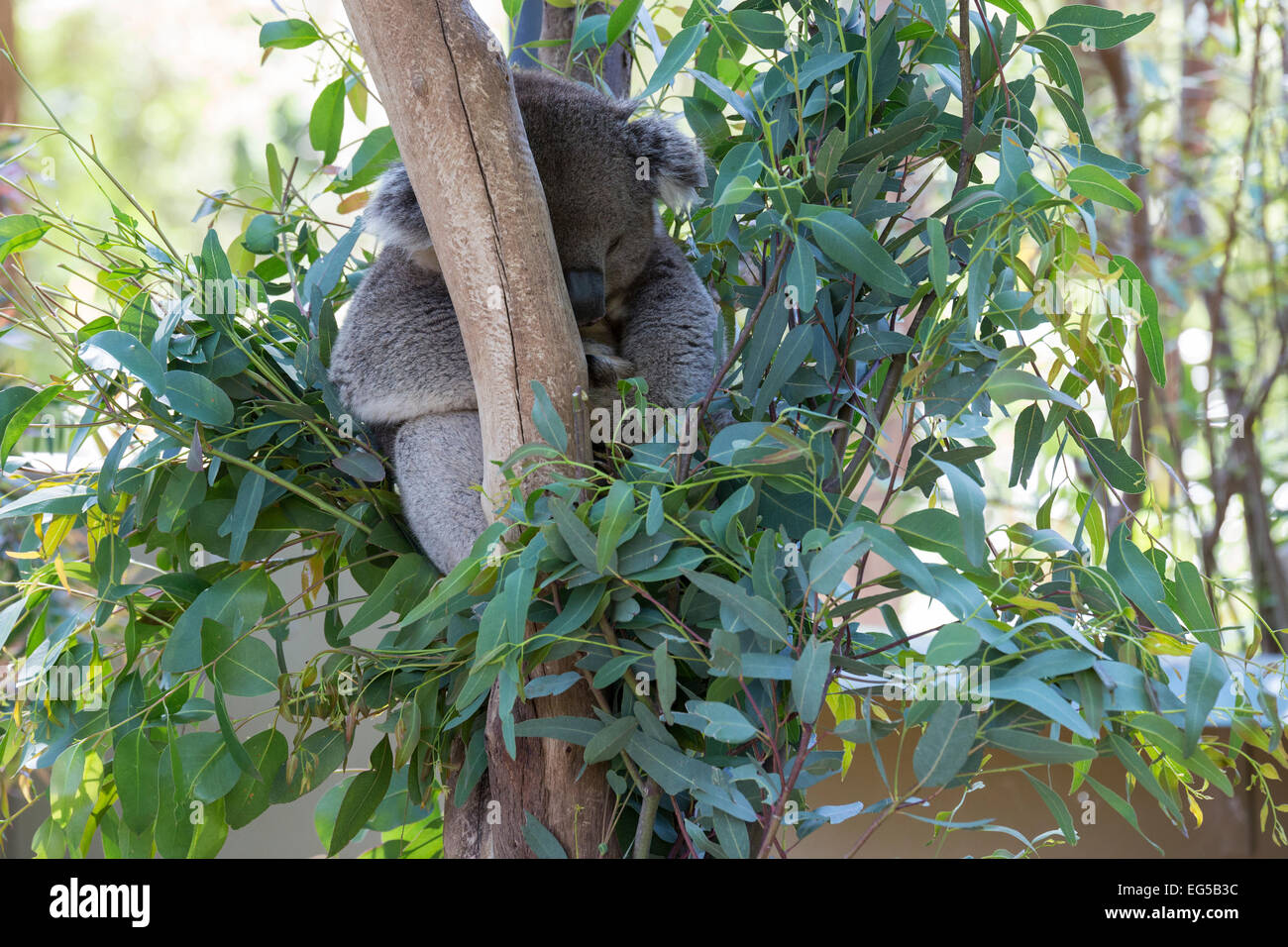 Sleeping Koala Bear Stock Photo Alamy