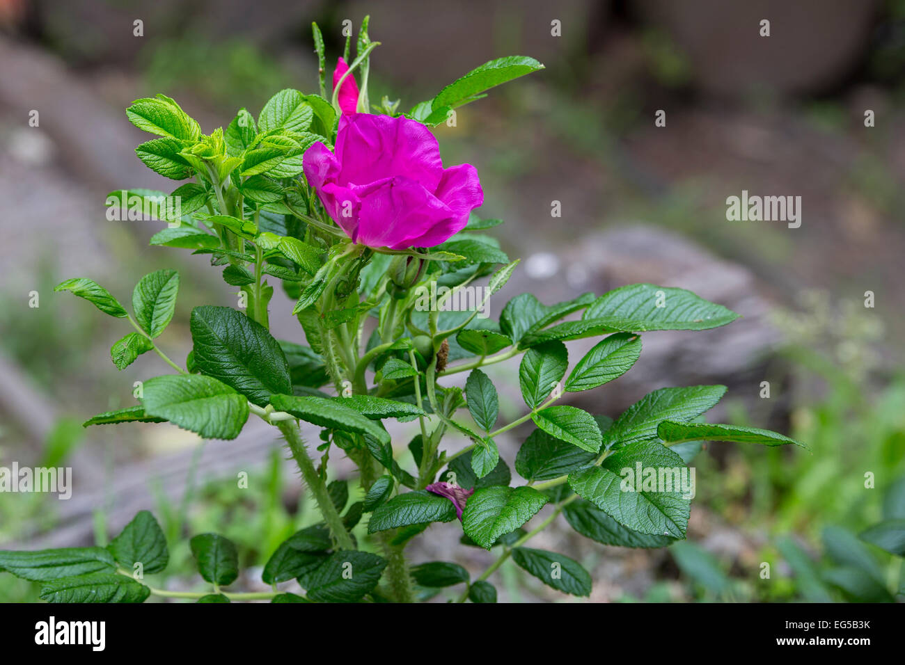 Old World Rose "Rosa Rugosa Scabrosa Stock Photo Alamy