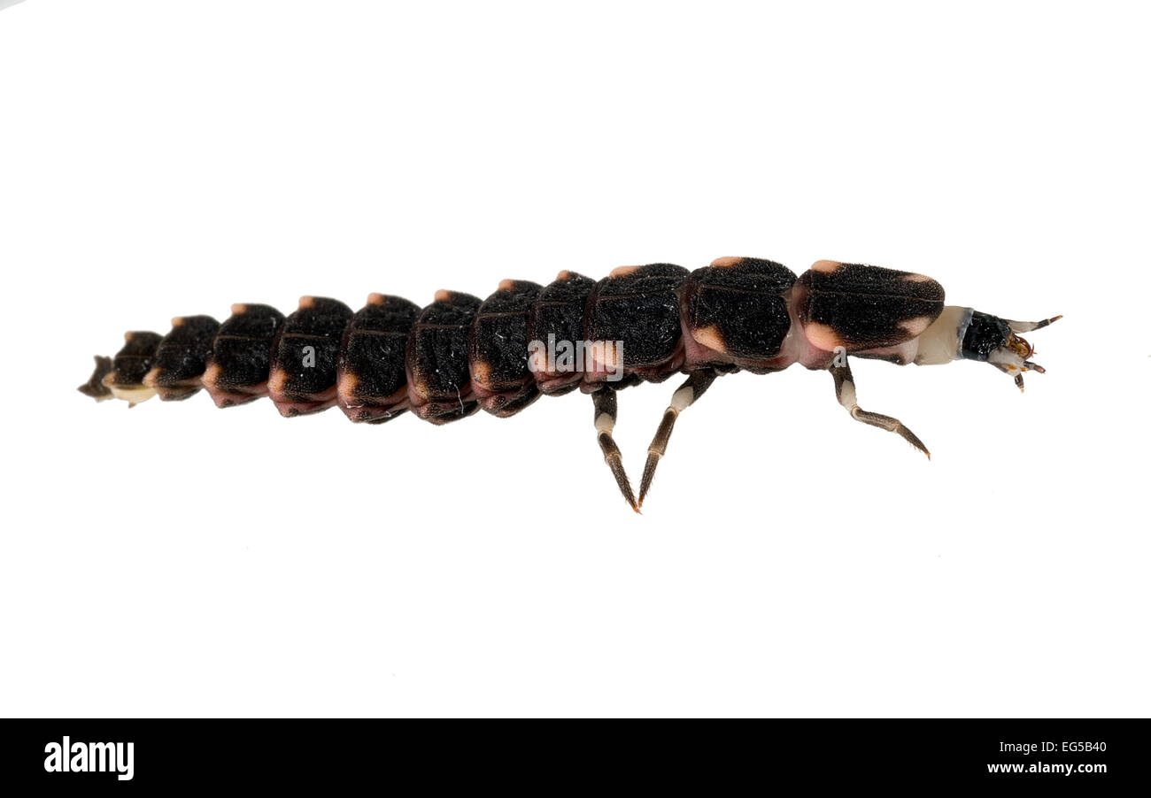 Glow worm hi-res stock photography and images - Alamy