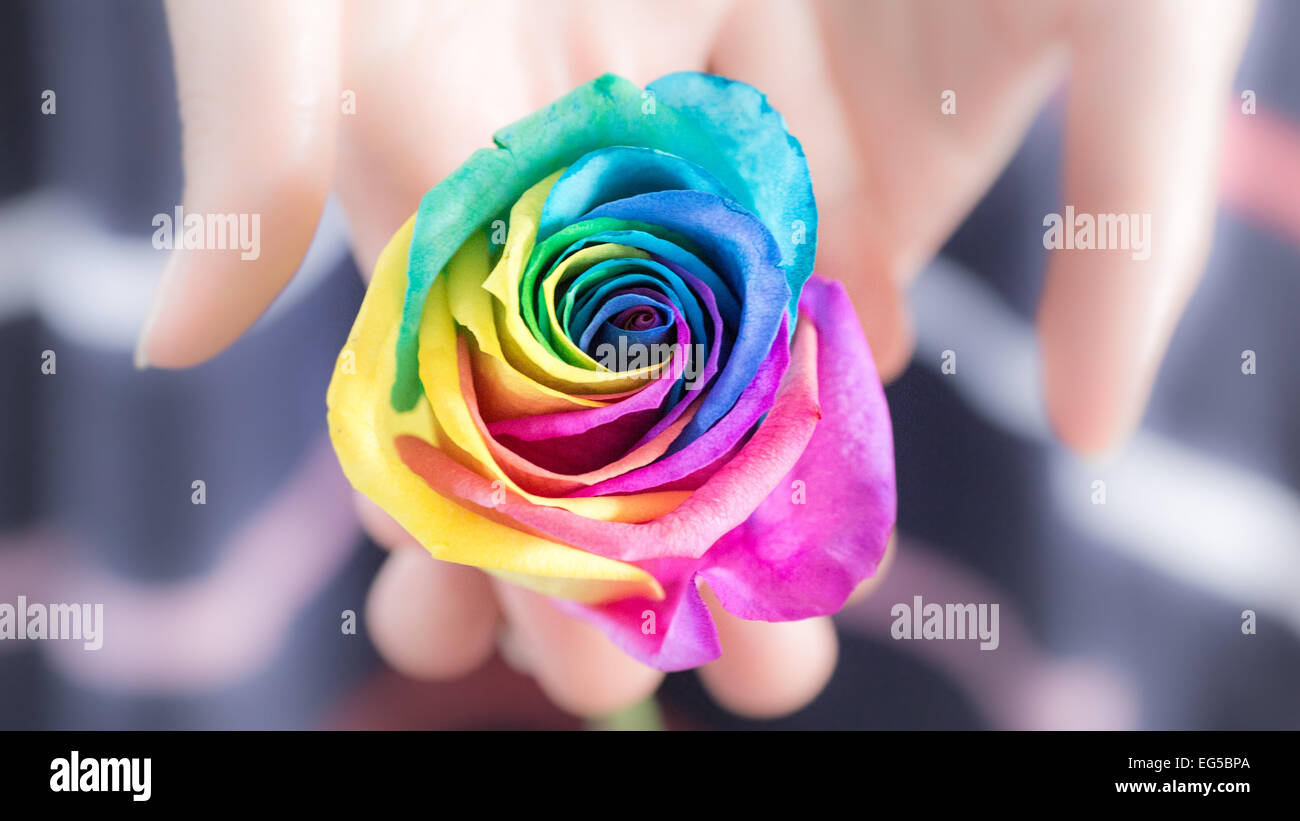 Colorful Rose, natural rainbow rose, not digitally altered Stock Photo Alamy