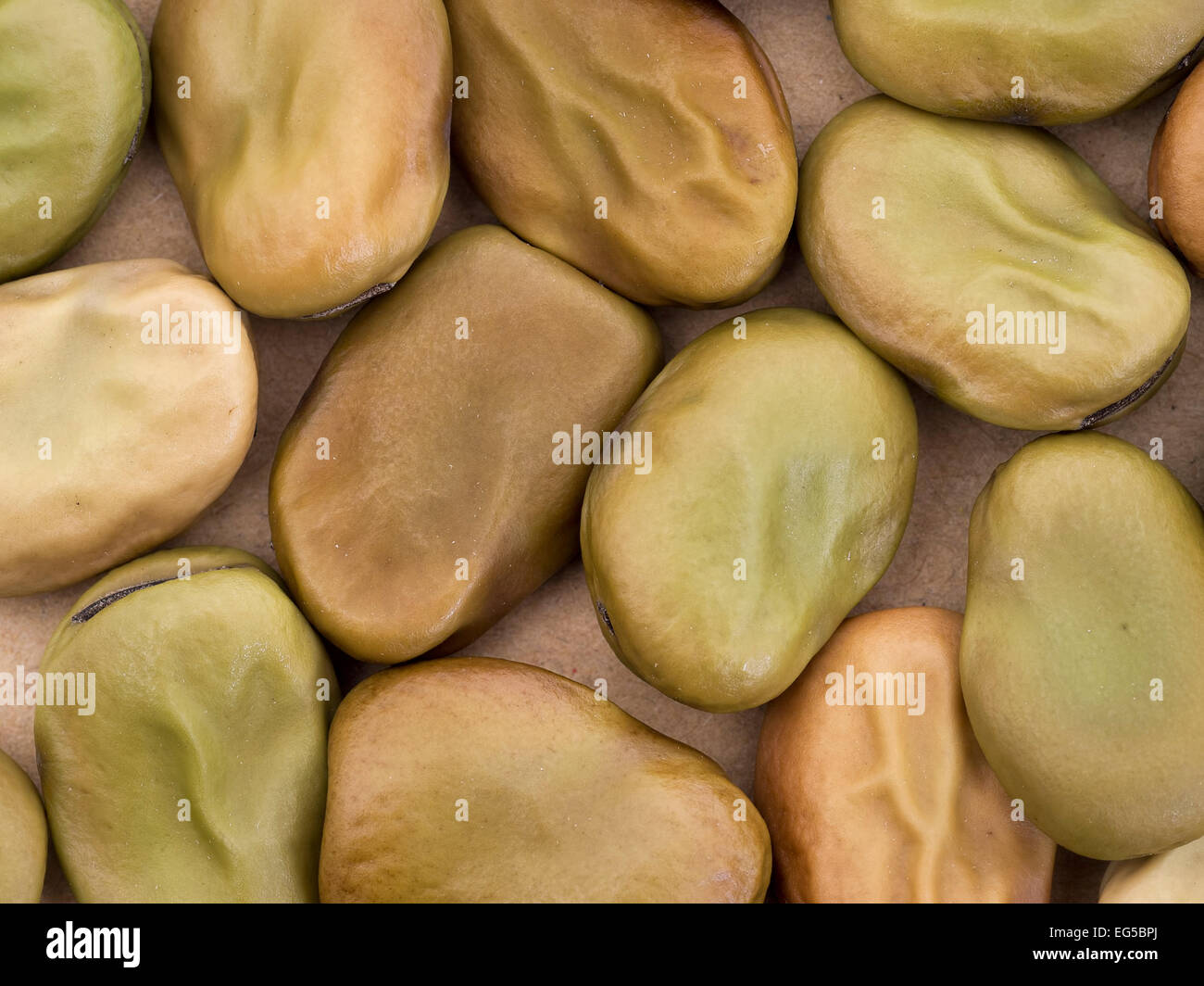 Broad bean seed closeup. Heritage seed red flowering variety Stock