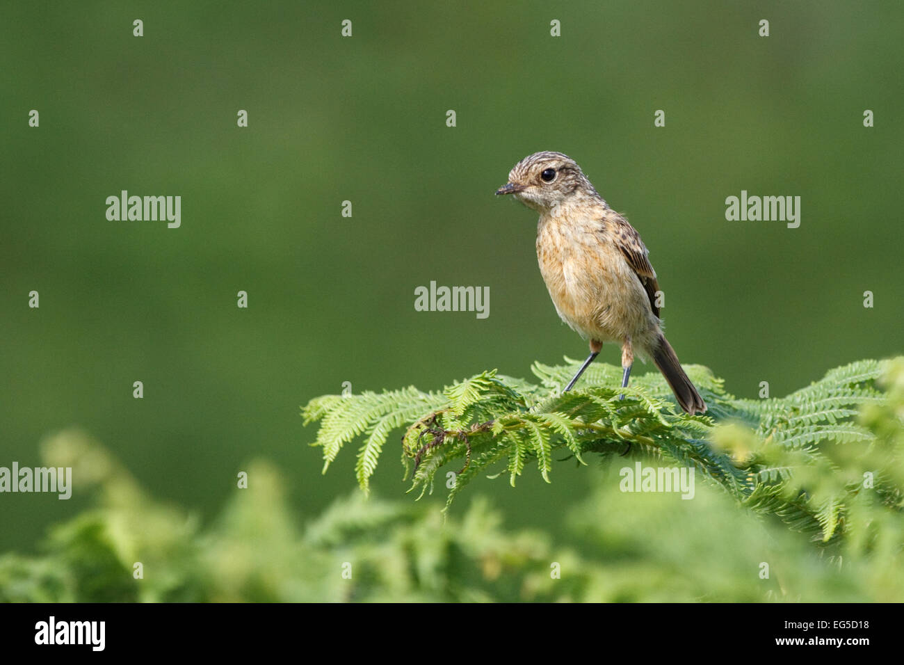 A juvenile Whinchat, Saxicola rubetra, on bracken on a moorland in Wales Stock Photo