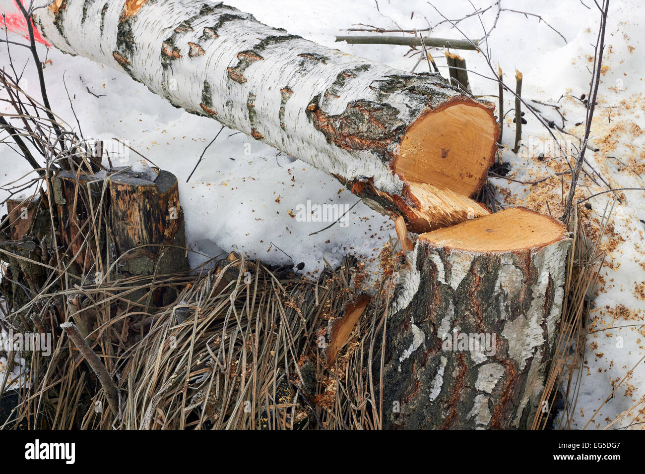 Freshly cut birch tree, Finland Stock Photo