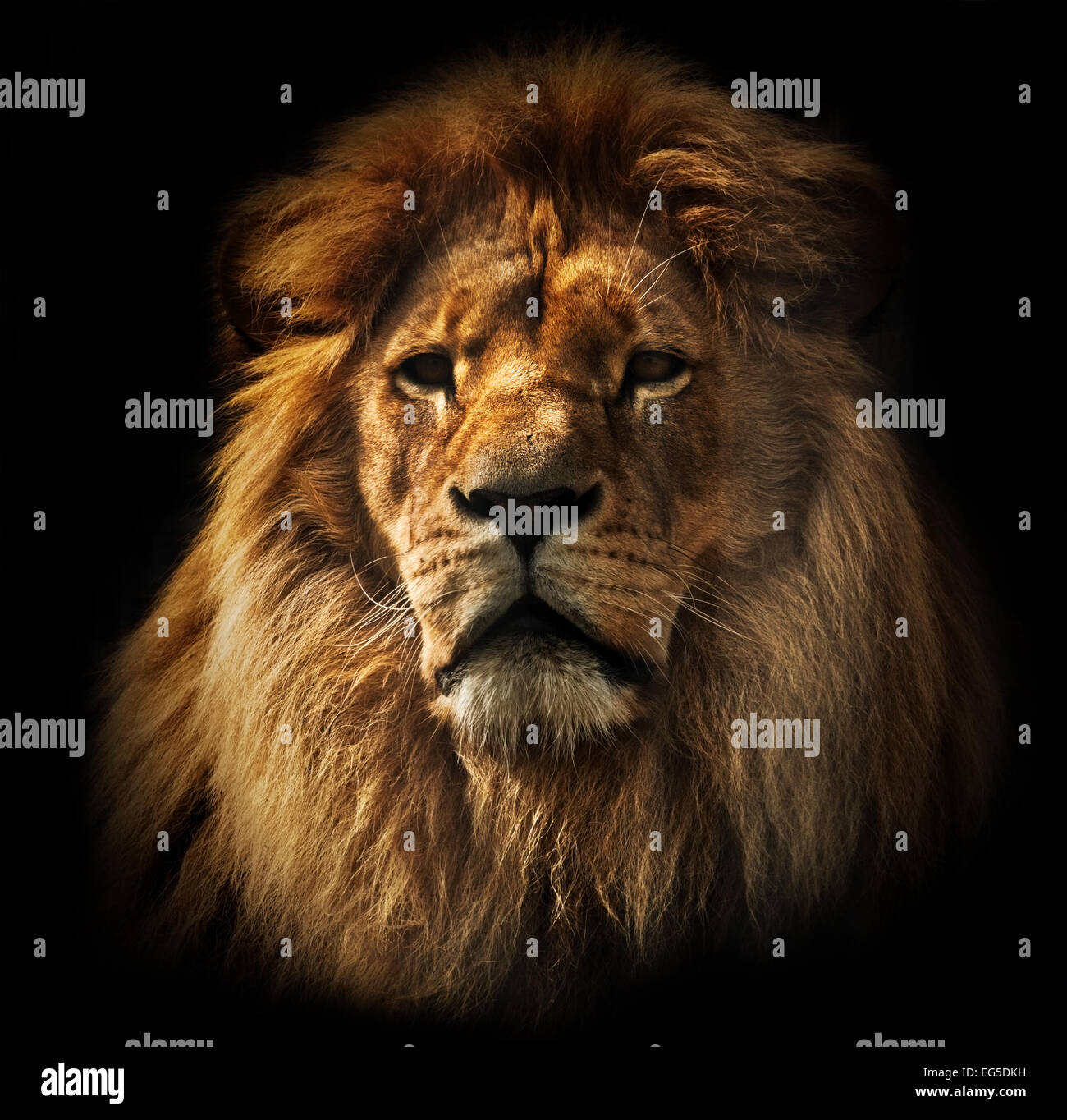 Lion portrait on black background. Big adult lion with rich mane. Stock Photo