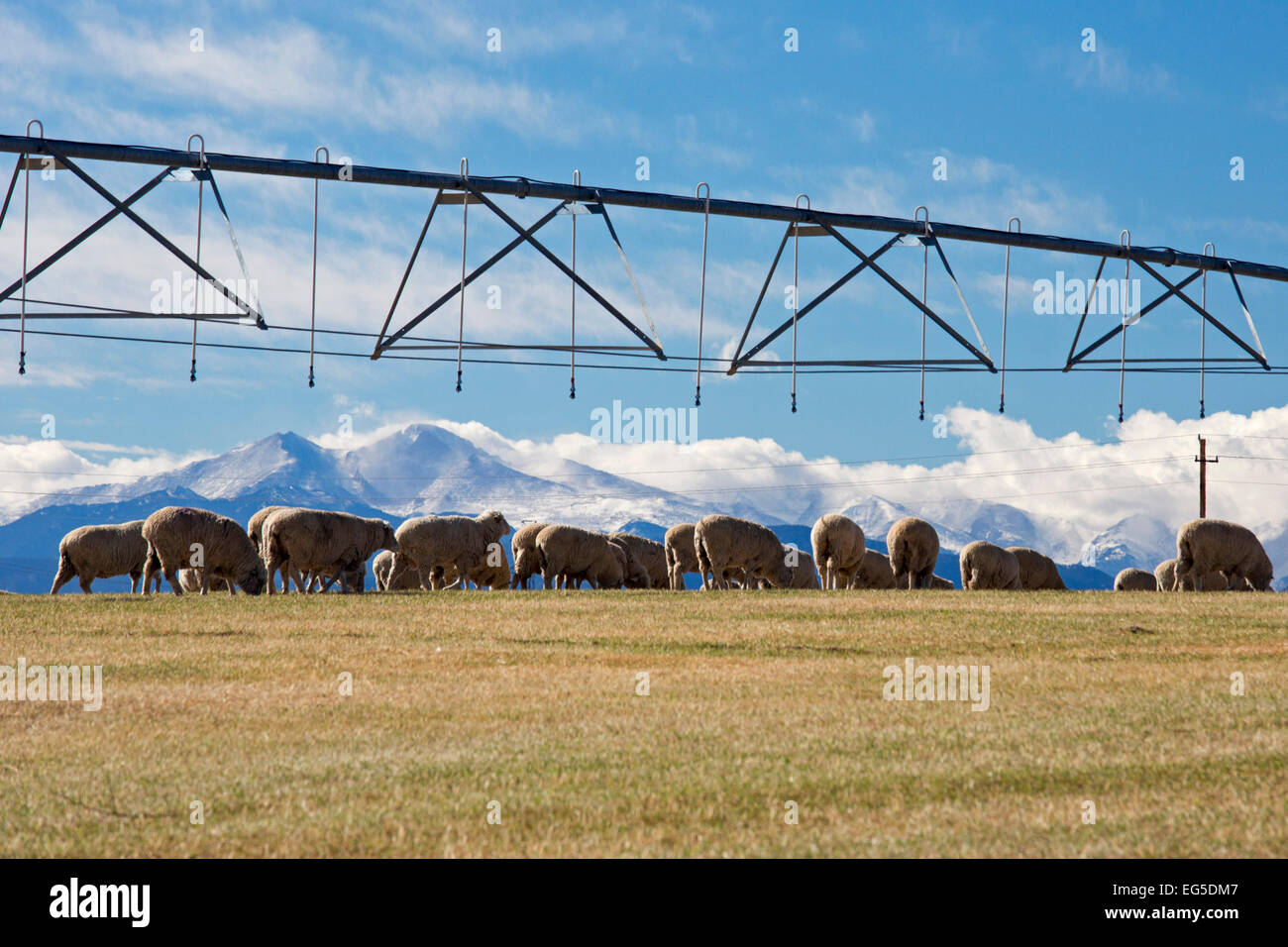 Ft. Collins, Colorado - Sheep graze below irrigation equipment on a ranch near the snow-capped Rocky Mountains. Stock Photo