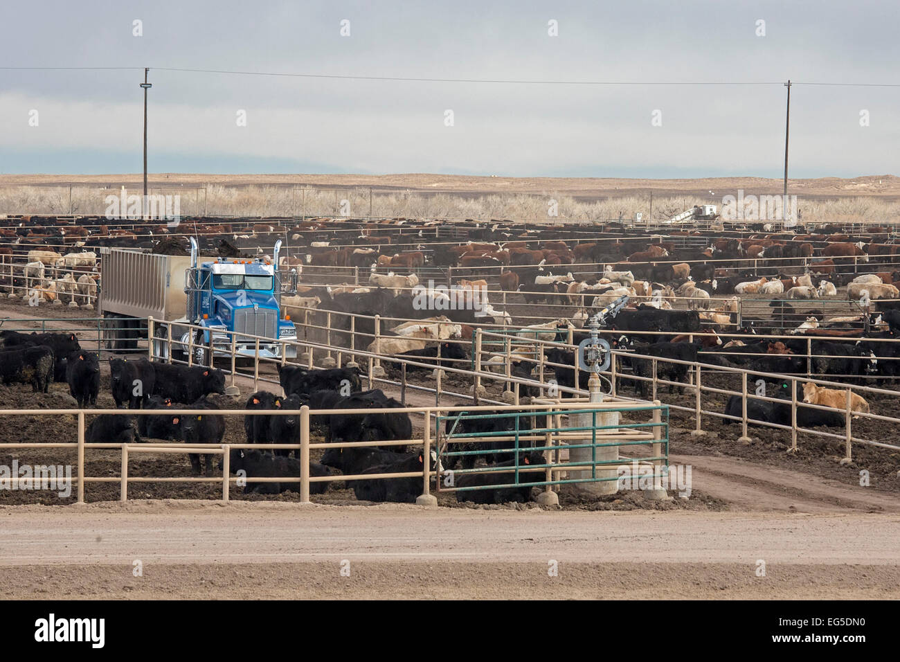 Cattle feedlot colorado hires stock photography and images Alamy
