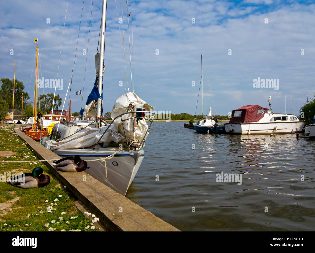 Sailing boats moored at Hickling Staithe in the Norfolk Broads an area of inland waterways in East Anglia England UK Stock Photo