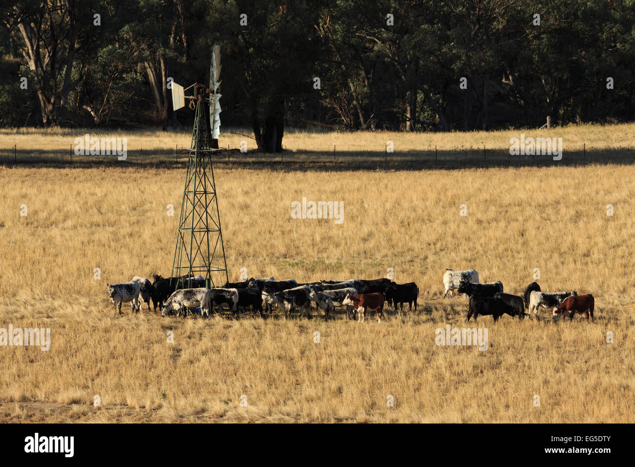 A photograph of a some thirsty cattle at a windmill on a farm in central western New South Wales (NSW), Australia. Stock Photo