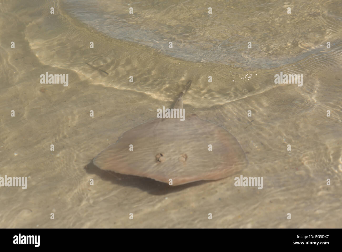 A photograph of a Common Stingaree in Lake Macquarie, NSW, Australia. The common stingaree is a species of stingray. Stock Photo