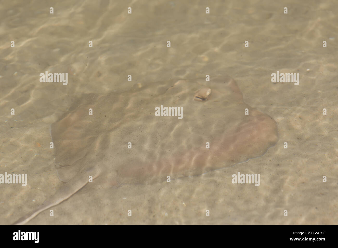 A photograph of a Common Stingaree in Lake Macquarie, NSW, Australia. The common stingaree is a species of stingray. Stock Photo