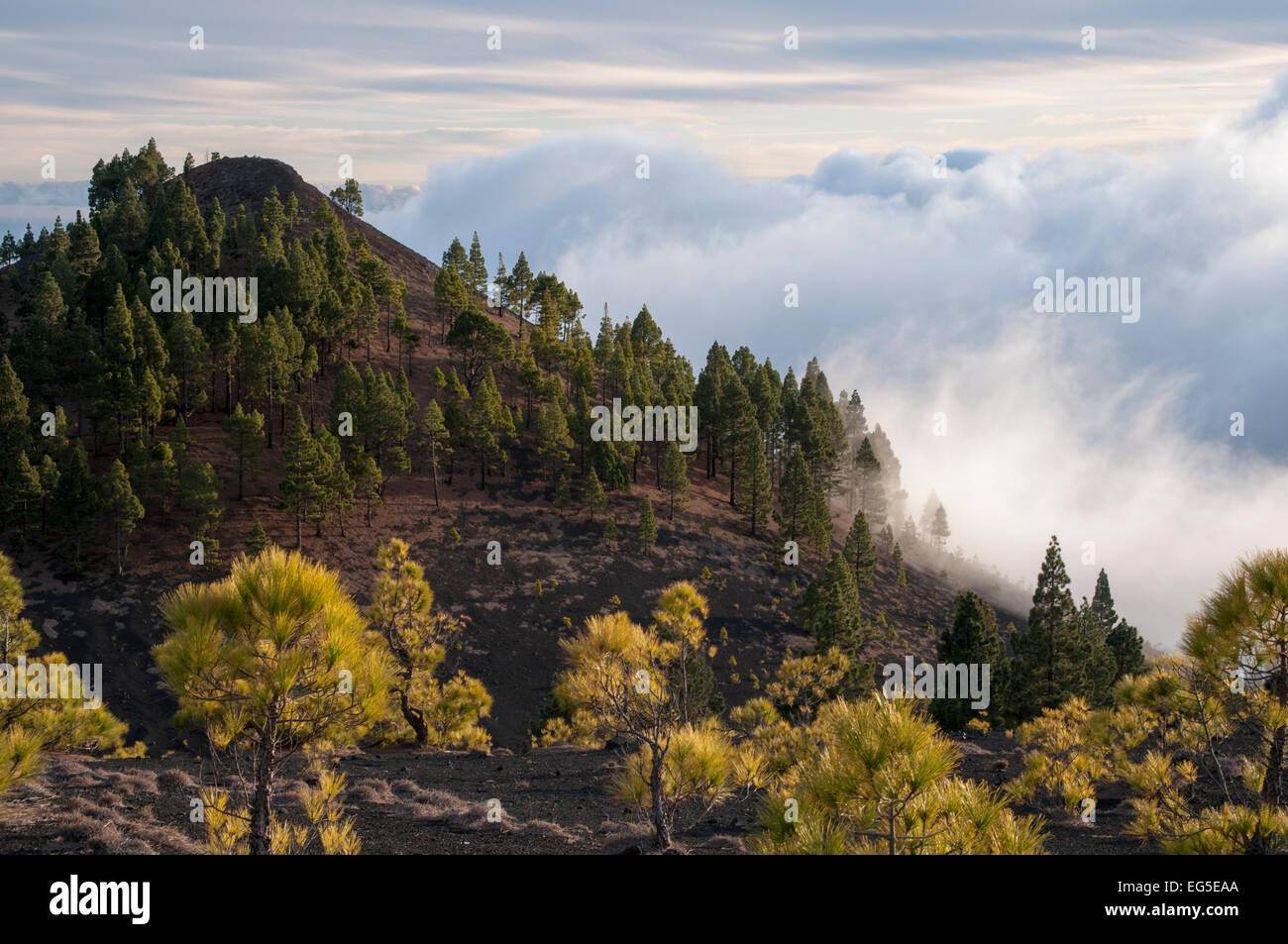 As trade winds are climbing up the slopes of Canary Island  La Palma moisture condensates and trade wind cumuli develop. Stock Photo