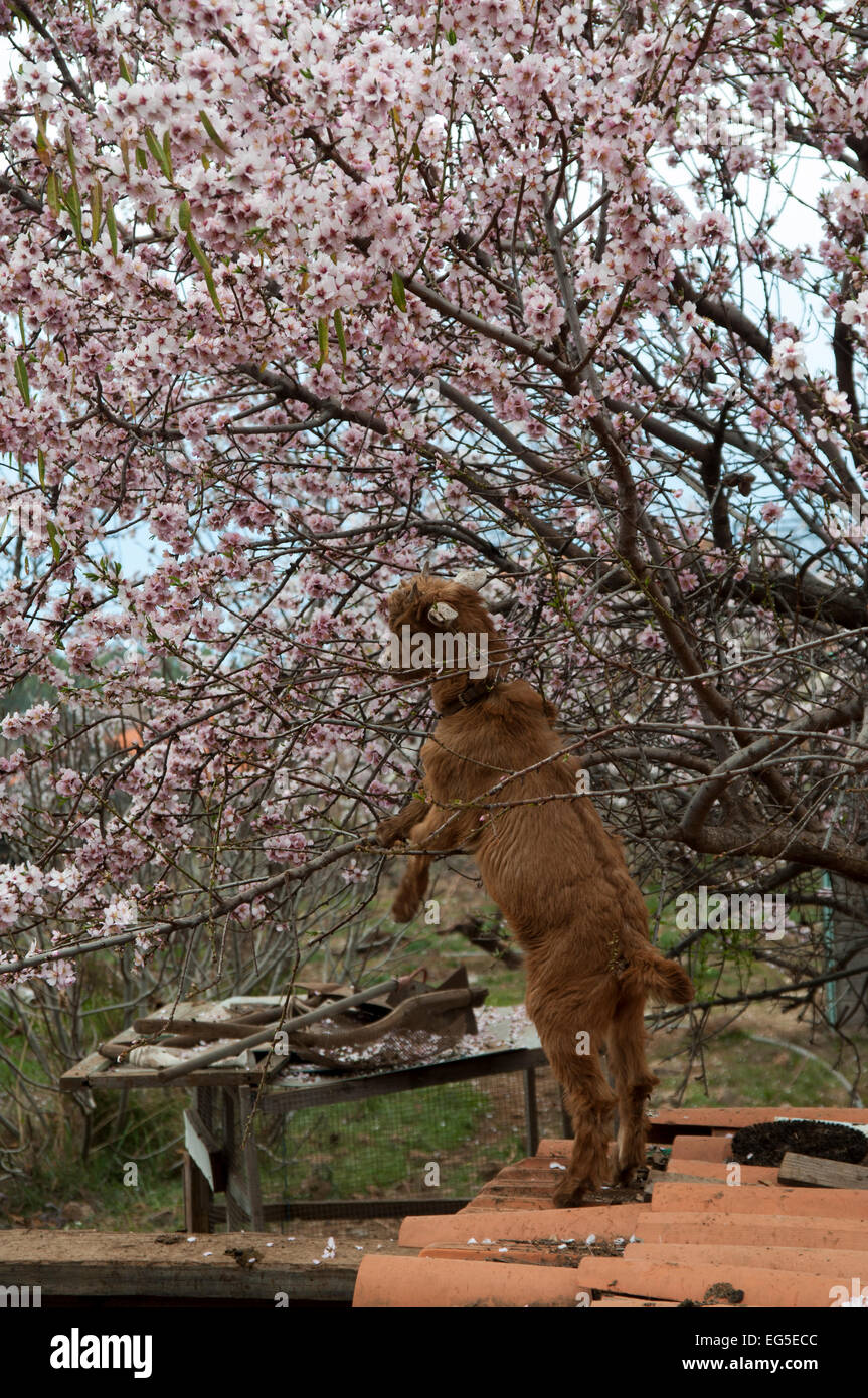 A young goat is feeding in the flowering Almond trees on La Palma, one of the Canary Islands.  Eine kleine Ziege knabbert Blüten Stock Photo