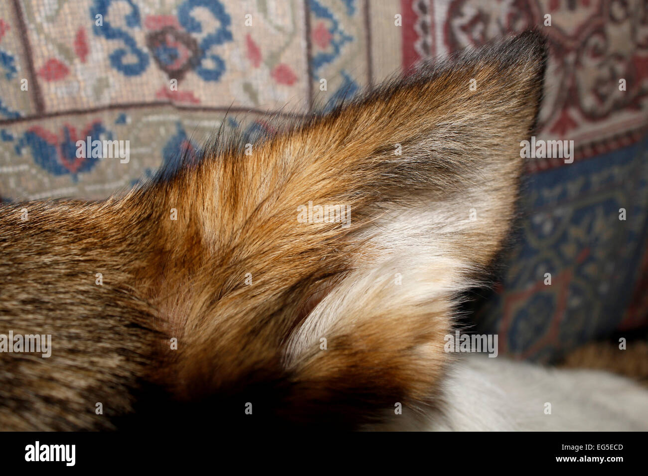 ear of a dog Stock Photo Alamy