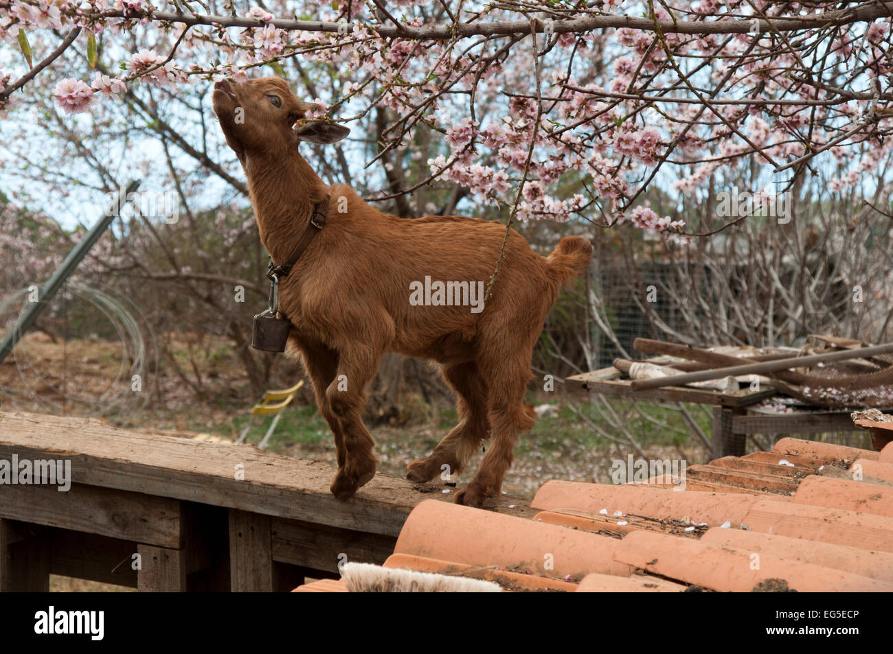 A young goat is feeding in the flowering Almond trees on La Palma, one of the Canary Islands.  Eine kleine Ziege knabbert Blüten Stock Photo