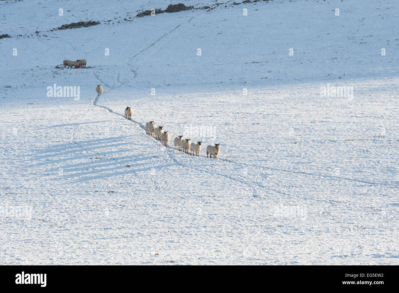 Sheep walking down a snowy hillside in winter. Scottish borders. Scotland Stock Photo