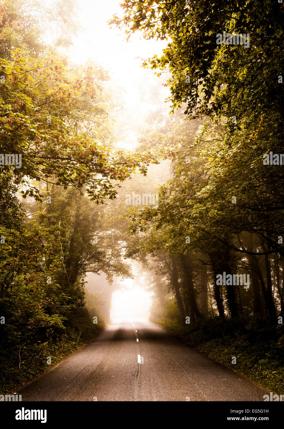 Foggy autum morning leading to Dunsany Castle, County Meath Ireland. Stock Photo