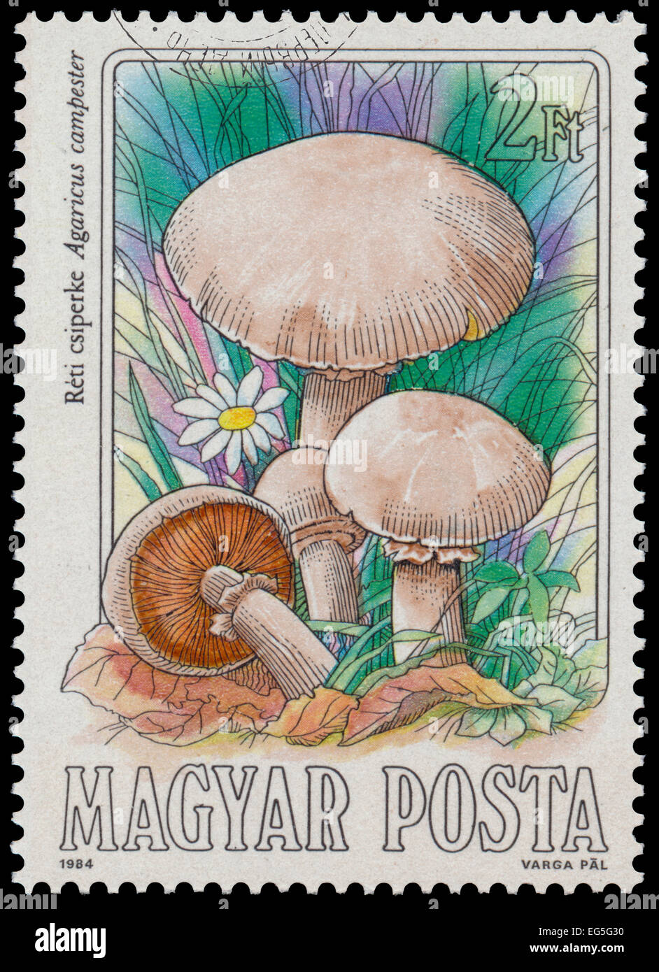 HUNGARY - CIRCA 1984: stamp printed in Hungary, shows champignon (agaricus campester), from edible mushrooms, circa 1984 Stock Photo