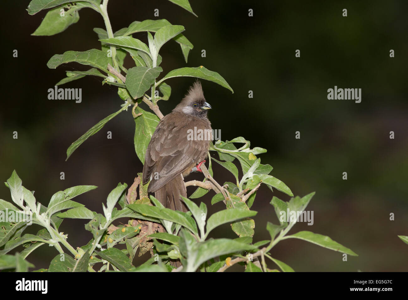 Speckled mousebird perched in bush Elsamere Kenya Stock Photo