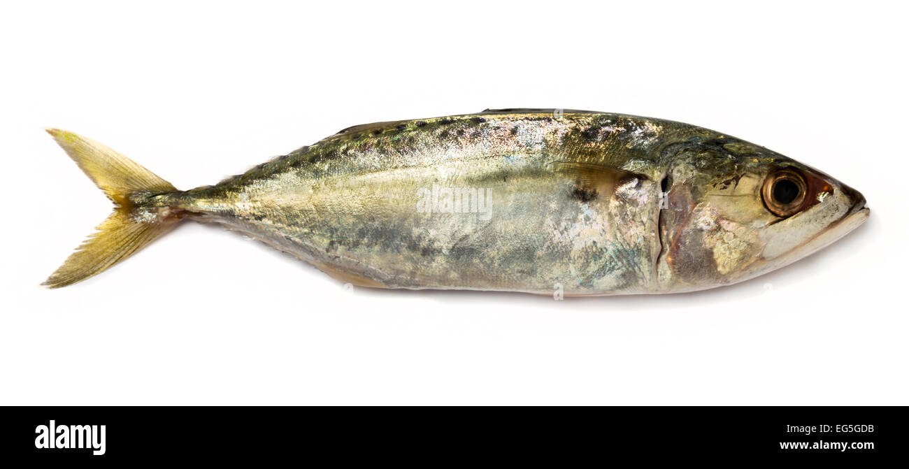 A small Indian mackerel over a white background Stock Photo