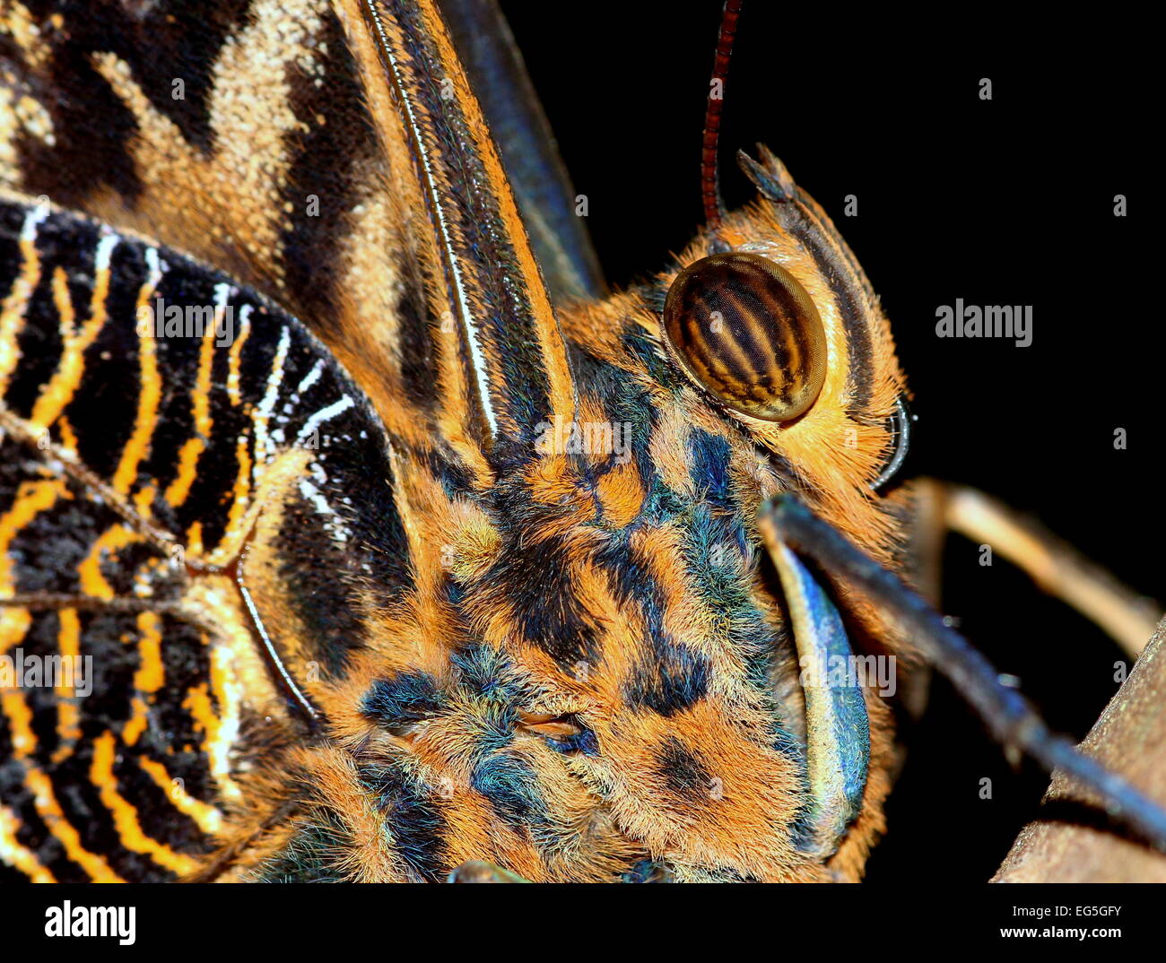 Yellow-edged Giant Owl butterfly (Caligo atreus) extreme close-up of the head, eyes and coiled tongue Stock Photo