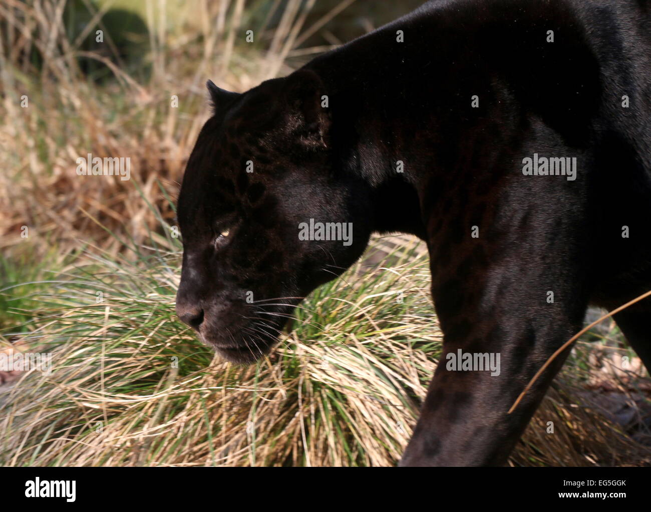 South American Melanistic Black Jaguar (Panthera onca), close-up of the head while on the prowl Stock Photo