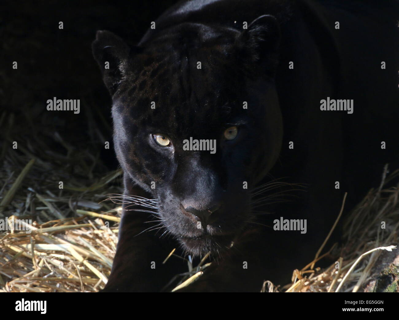 South American Melanistic Black Jaguar (Panthera onca), close-up of the head Stock Photo