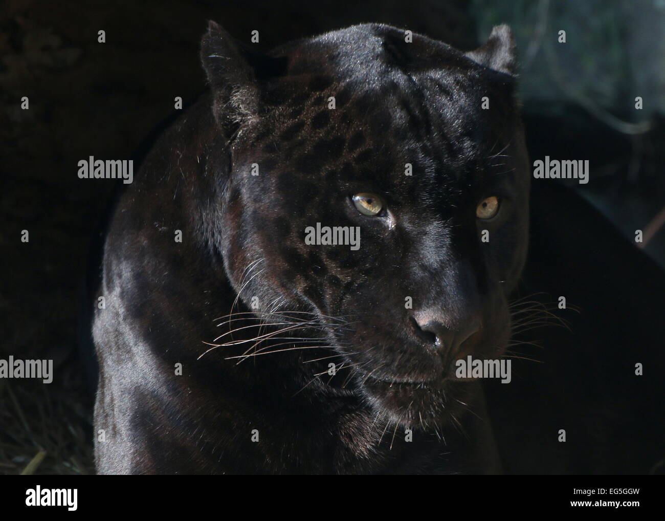 South American Melanistic Black Jaguar (Panthera onca), close-up of the head Stock Photo