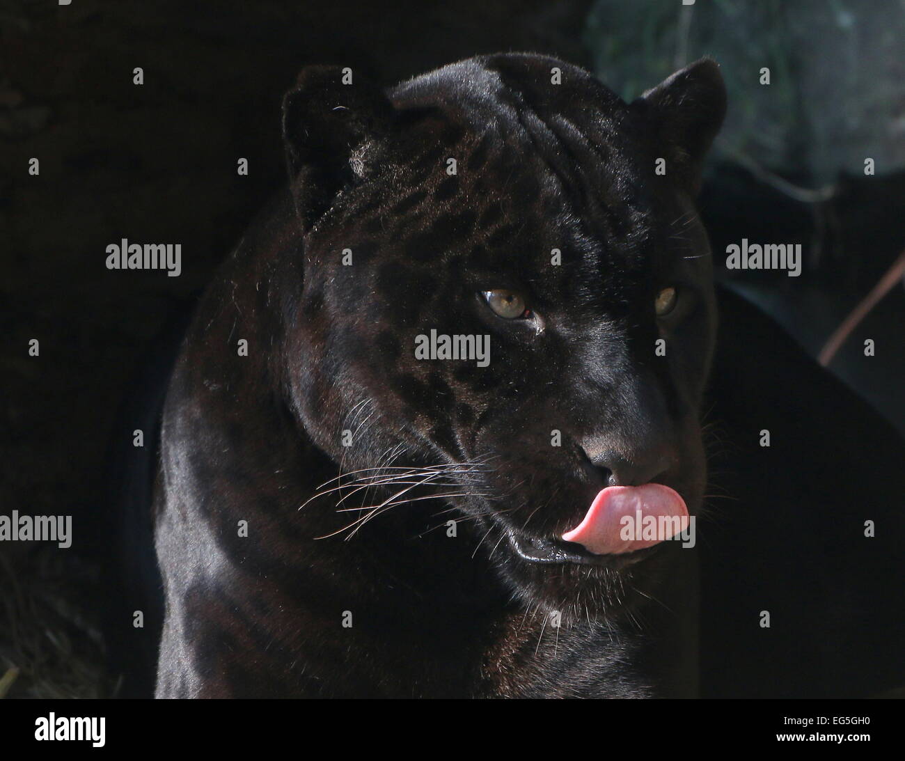 Fearsome male  Black Jaguar (Panthera onca) licking his lips Stock Photo