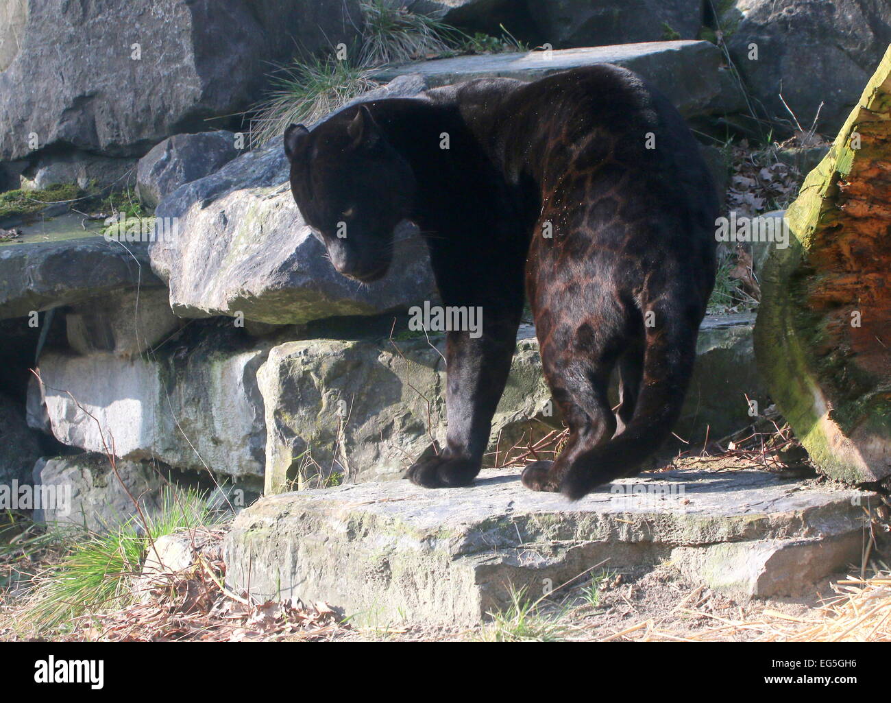 South American Melanistic Black Jaguar (Panthera onca) Stock Photo