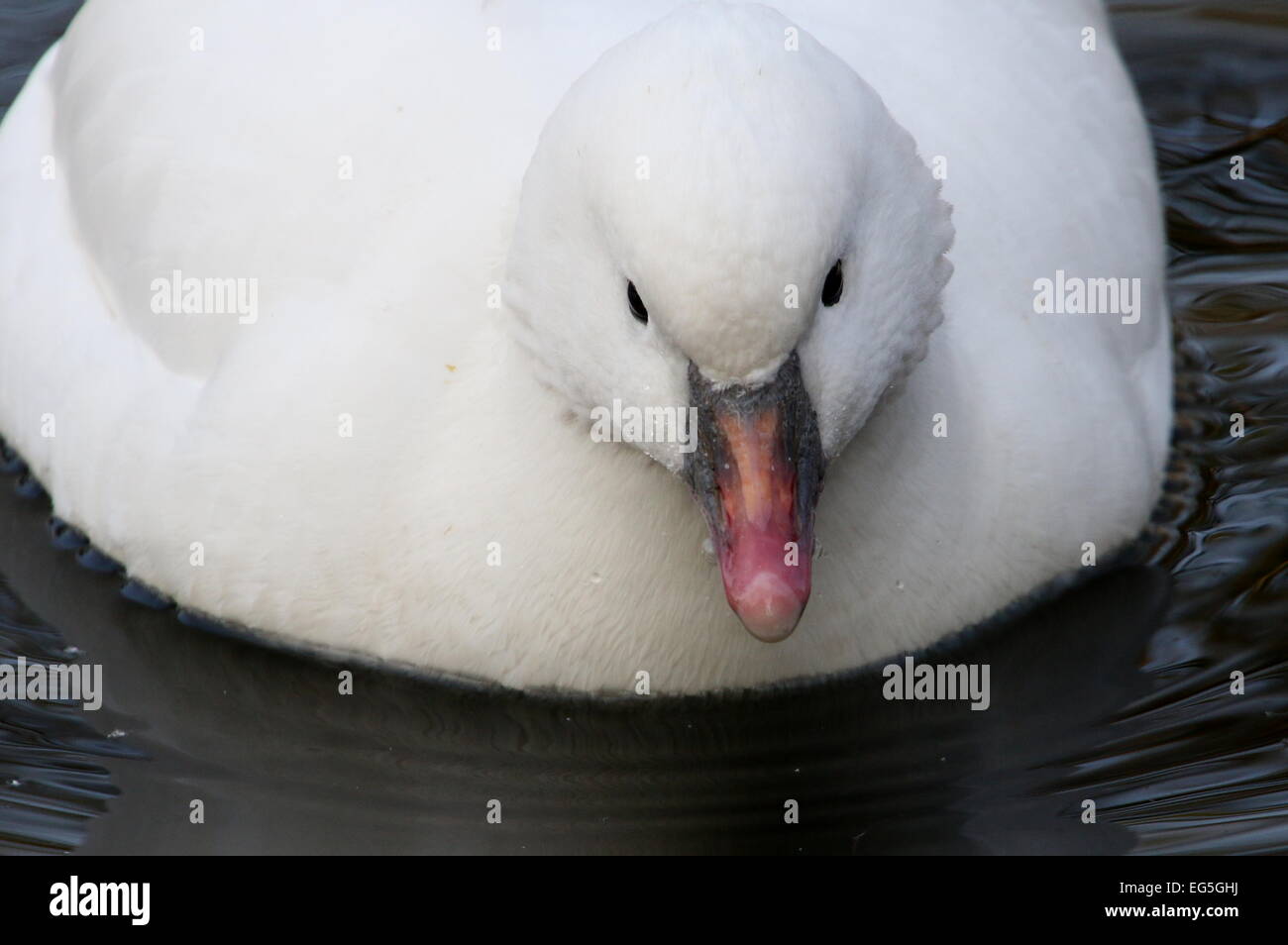 Portrait close-up of a North American Ross's goose (Chen rossii, also Anser rossii) Stock Photo