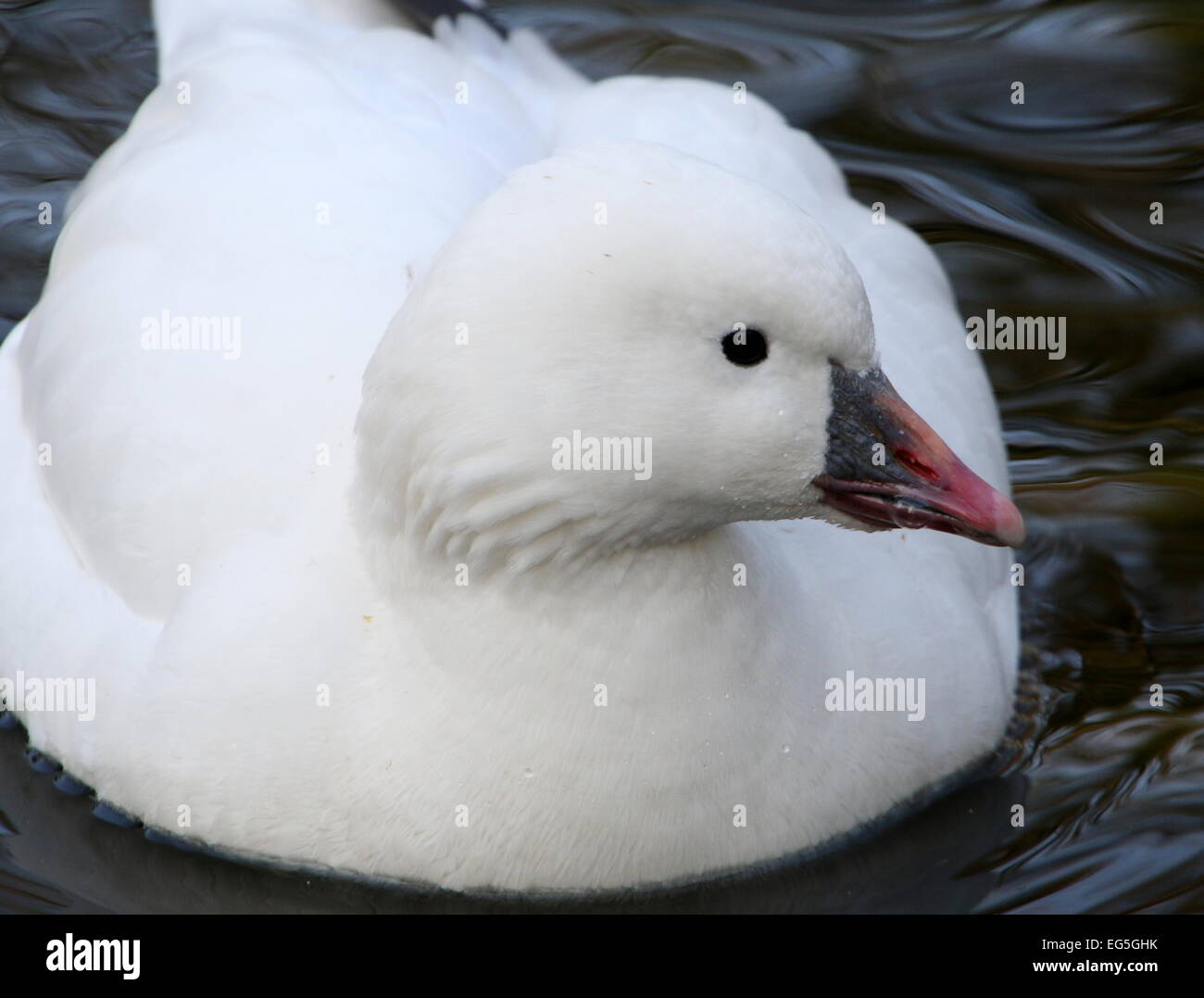 Portrait close-up of a North American Ross's goose (Chen rossii, also Anser rossii) Stock Photo