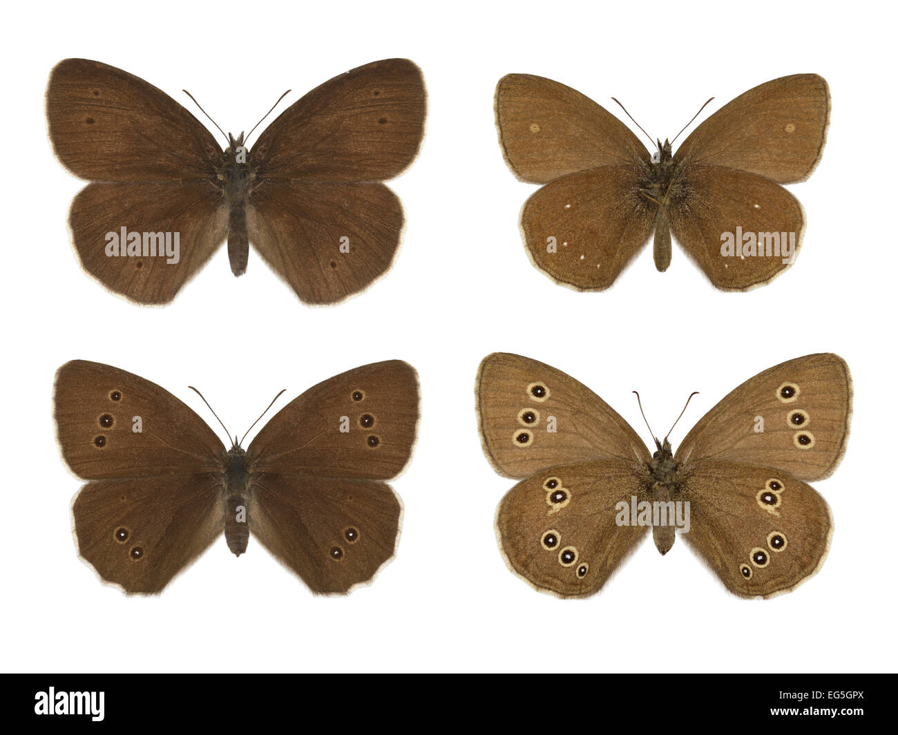 Ringlet - Aphantopus hyperantus - male (top row) - female (bottom row) Stock Photo