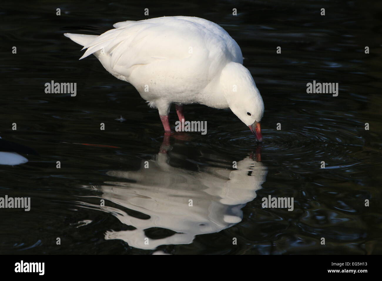 North American Ross's goose (Chen rossii, also Anser rossii) feeding in shallow water Stock Photo