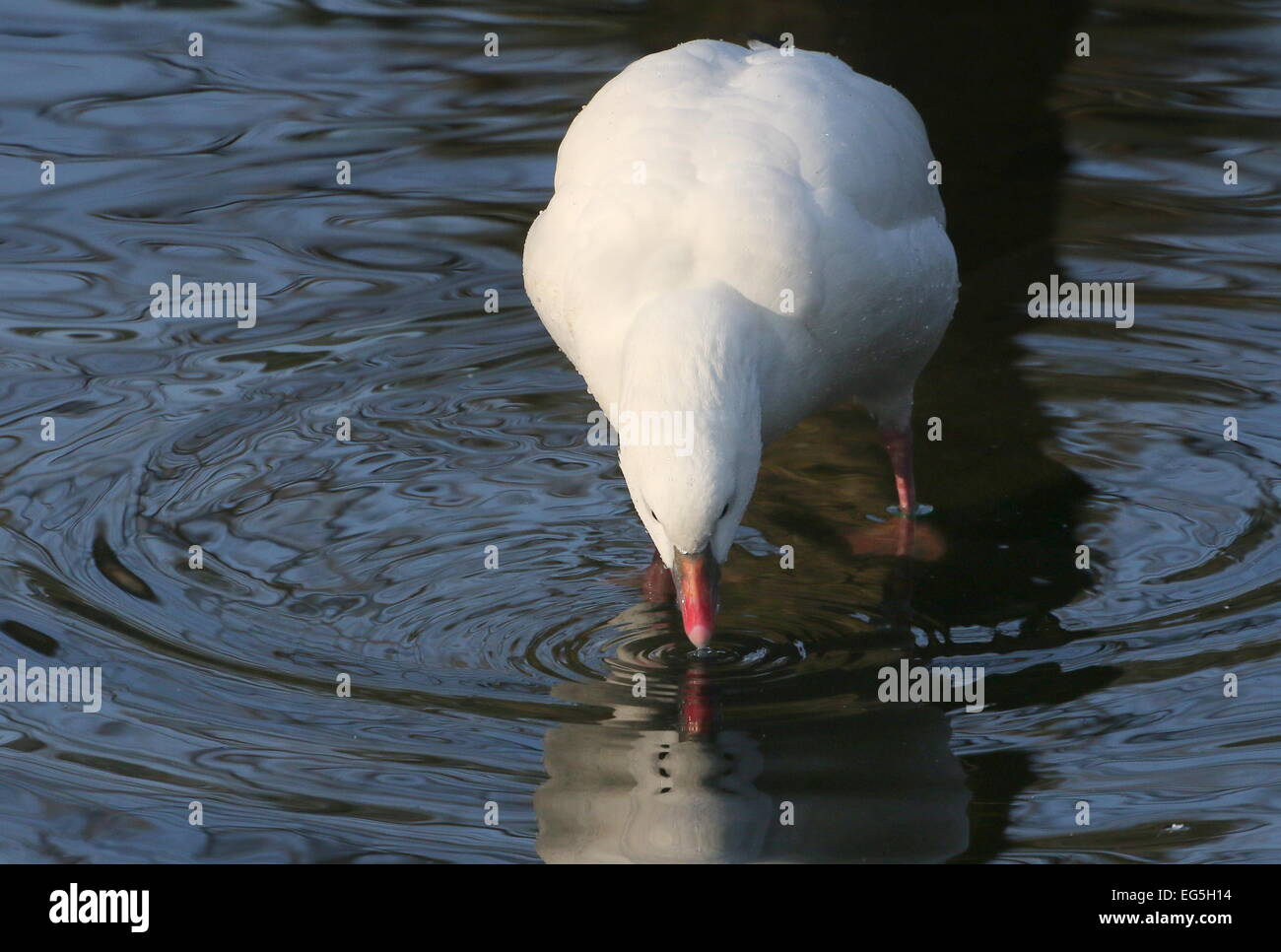 North American Ross's goose (Chen rossii, also Anser rossii) feeding in shallow water, facing camera Stock Photo