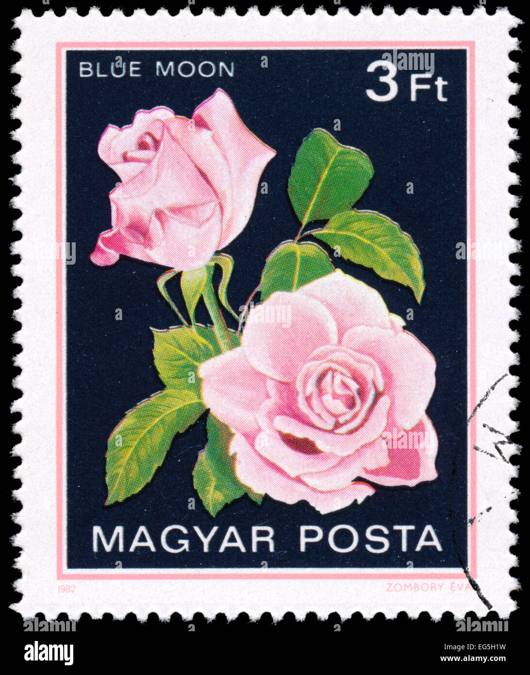 HUNGARY - CIRCA 1982: A stamp printed in Hungary shows Blue Moon, Rose Flower, circa 1982 Stock Photo