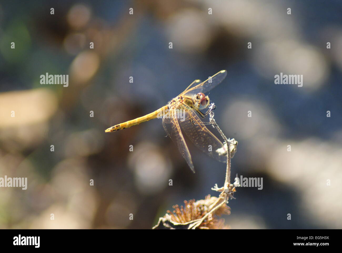 A Yellow Dragonfly (Anisoptera) that has Landed on a Plant. Stock Photo