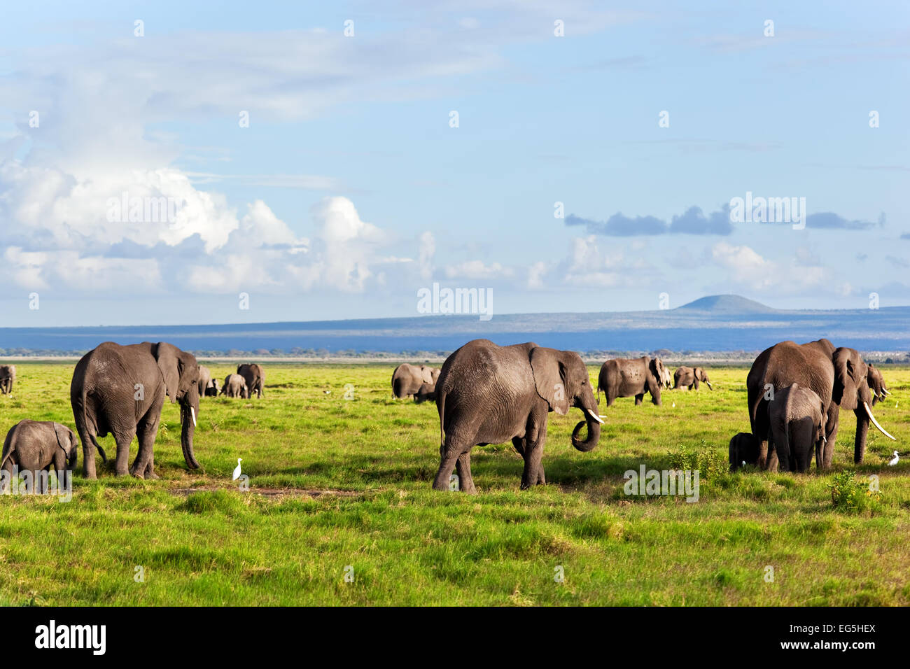 Elephants herd on African savanna walking towards Mount Kilimanjaro. Safari in Amboseli, Kenya, Africa Stock Photo
