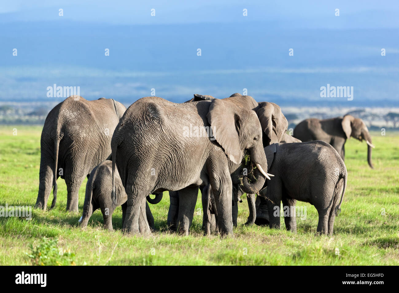 Elephants herd on African savanna walking towards Mount Kilimanjaro. Safari in Amboseli, Kenya, Africa Stock Photo