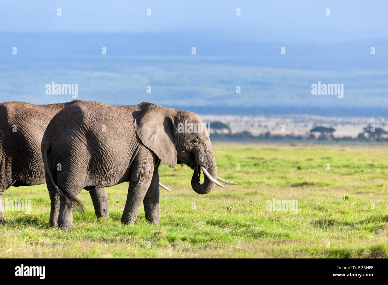 Elephants herd on African savanna. Safari in Amboseli, Kenya, Africa Stock Photo