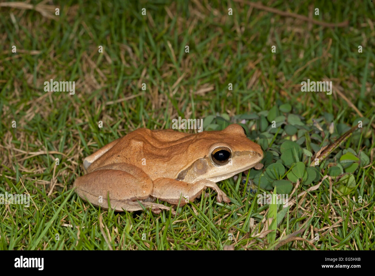 Amphibian frog common tree frog hires stock photography and images Alamy
