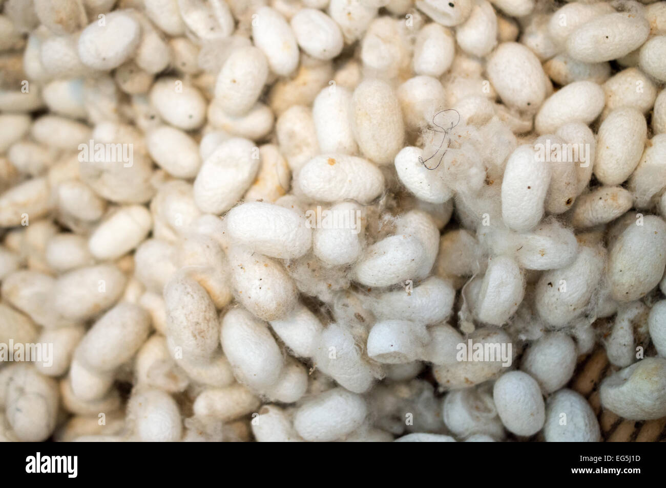 Full frame detail shot of raw, unprocessed silk worm cocoons Stock Photo