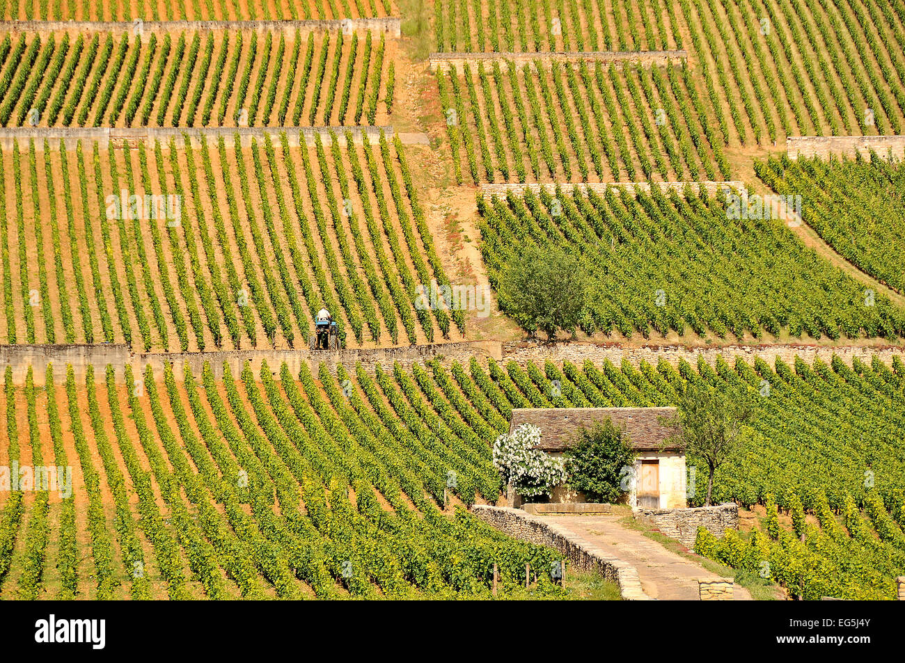 Cote de Beaune vineyard Cote d'Or  Burgundy France Stock Photo