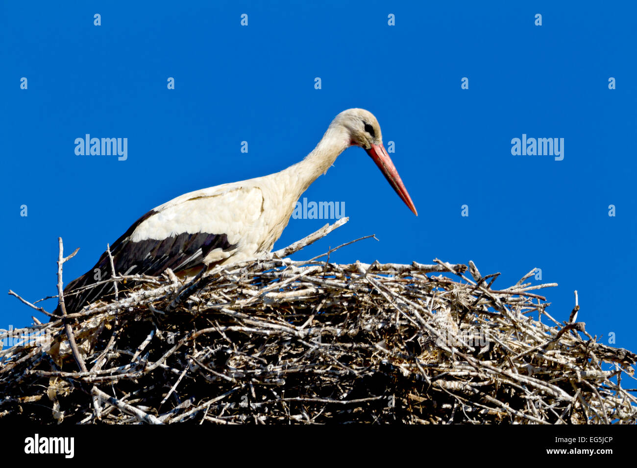 Beautiful white stork Stock Photo